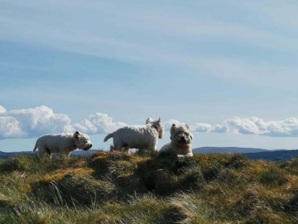Balbeg * Straiton